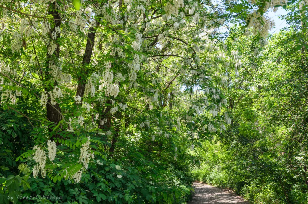 Cantiere Patrimonio boschivo