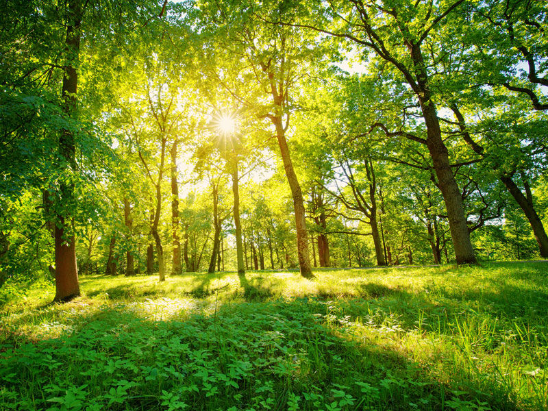 Cantiere Patrimonio boschivo